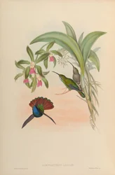 Campylopterus lazulus